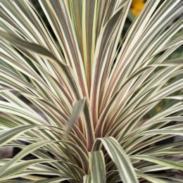 Cordyline australe 'Torbay dazzler' / Cordyline australis 'Torbay dazzler'